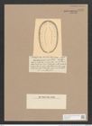 Surirella gradniuscula Castr. (de-Toni-Nr.: Genus 53, Species 2308) Zeichnungen Sammlung Grunow Nr. 4758 (NHMW-BOT-W0372874)